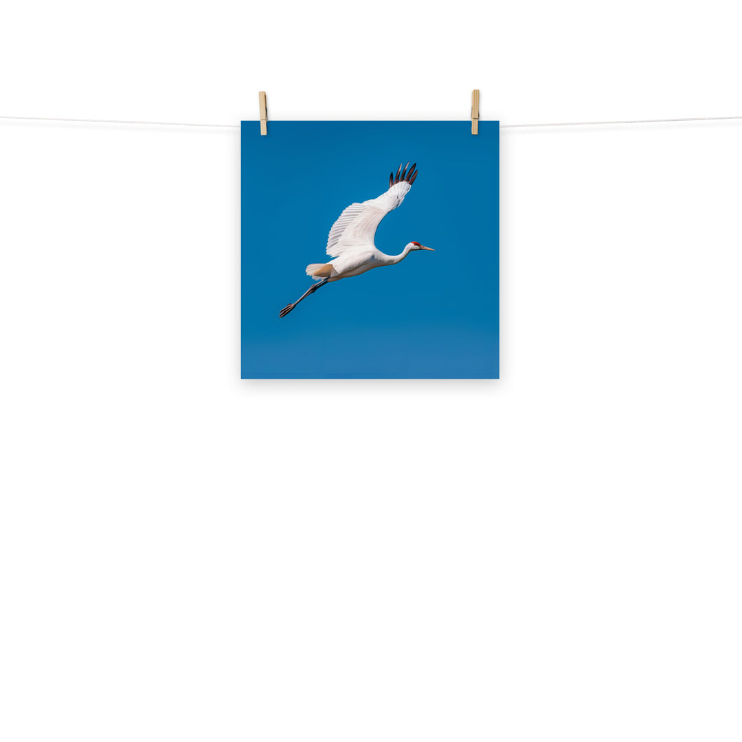 Crane Photo paper poster - PosterfyAI.com
