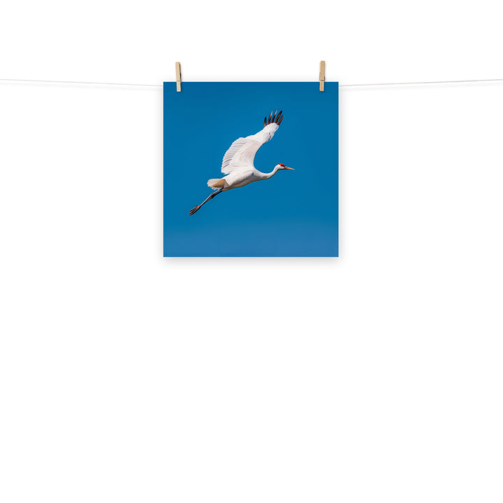 Crane Photo paper poster - PosterfyAI.com
