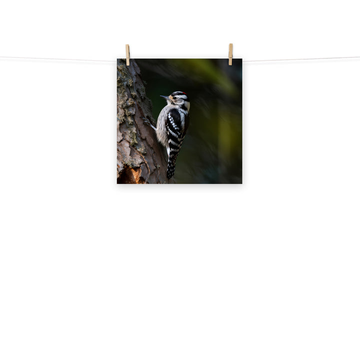 Woodpecker Photo paper poster - PosterfyAI.com