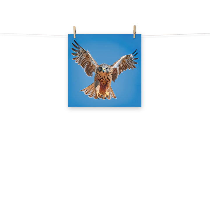 Falcon Photo paper poster - PosterfyAI.com