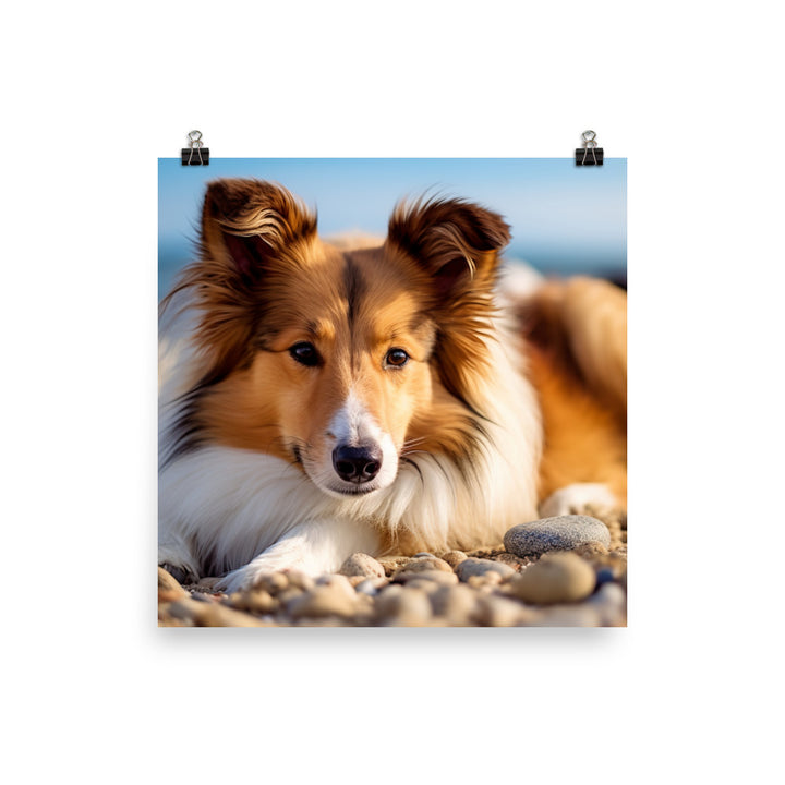 Shetland Sheepdog Relaxing on the Beach photo paper poster - Posterfy.AI