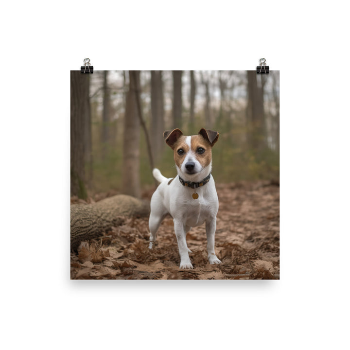 Adorable Jack Russell Terrier Posing for Camera Photo paper poster - PosterfyAI.com