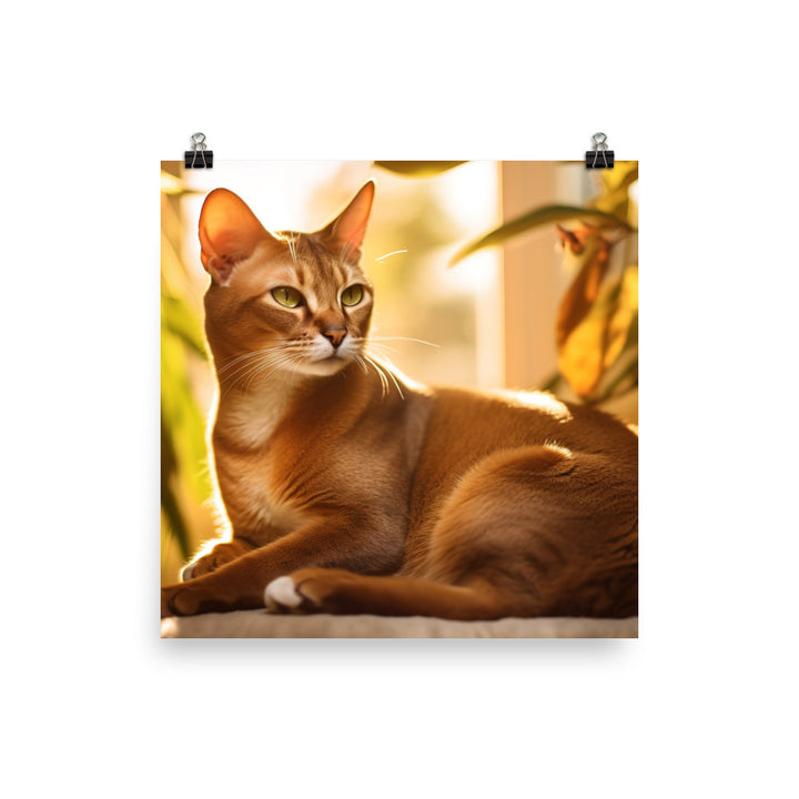 Abyssinian Cat Basking photo paper poster - Posterfy.AI