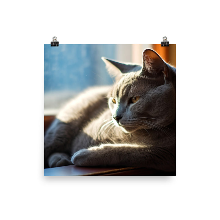 Serene Russian Blue Cat photo paper poster - Posterfy.AI