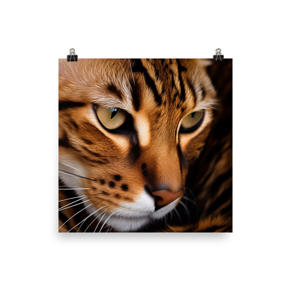 Exquisite Bengal photo paper poster - Posterfy.AI