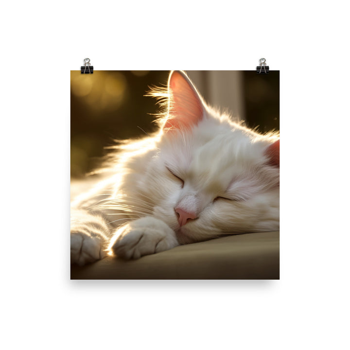 Turkish Angora Dreaming of Sunshine photo paper poster - Posterfy.AI