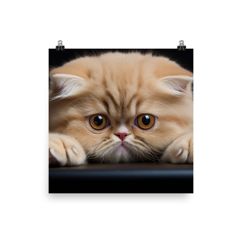 Exotic Shorthair Photo paper poster - PosterfyAI.com