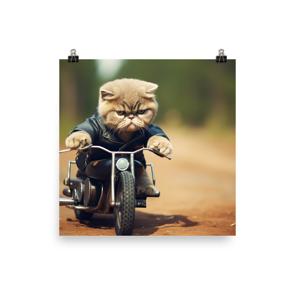 Exotic Shorthair Superbike Athlete Photo paper poster - PosterfyAI.com
