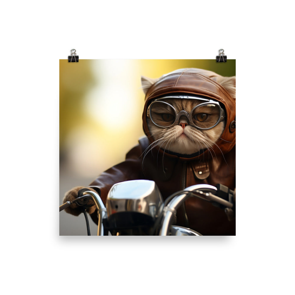 Exotic Shorthair Superbike Athlete Photo paper poster - PosterfyAI.com
