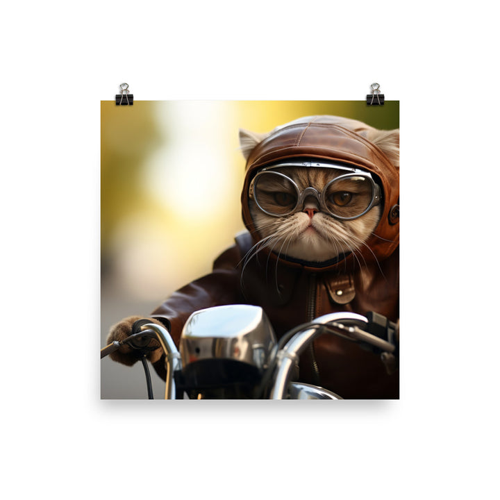 Exotic Shorthair Superbike Athlete Photo paper poster - PosterfyAI.com