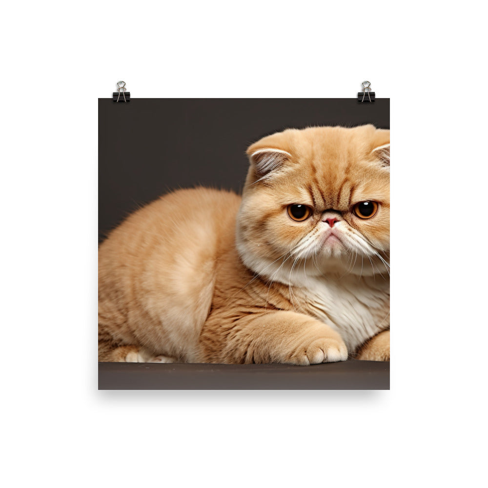 Exotic Shorthair Photo paper poster - PosterfyAI.com