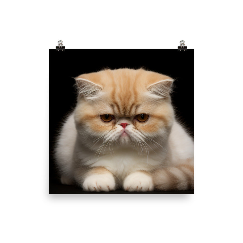 Exotic Shorthair Photo paper poster - PosterfyAI.com