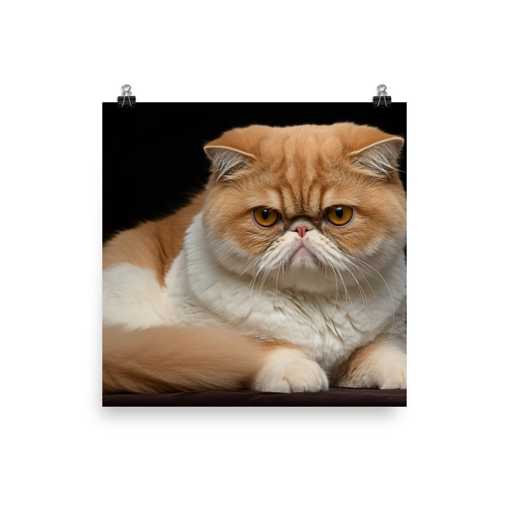 Exotic Shorthair Photo paper poster - PosterfyAI.com