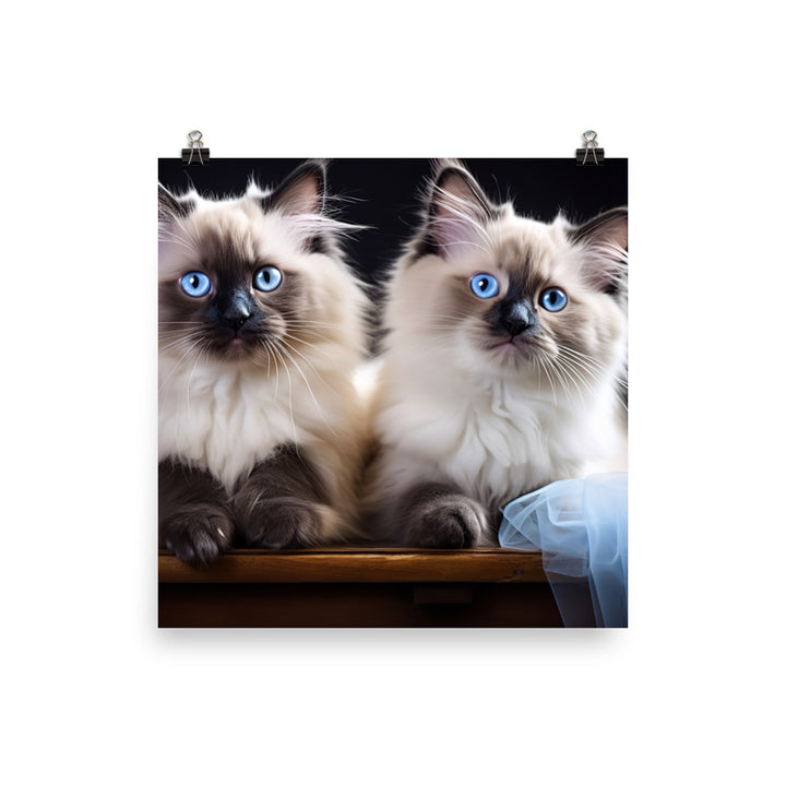 Ragdoll Photo paper poster - PosterfyAI.com