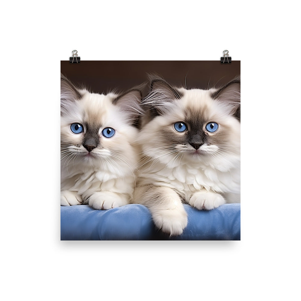 Ragdoll Photo paper poster - PosterfyAI.com