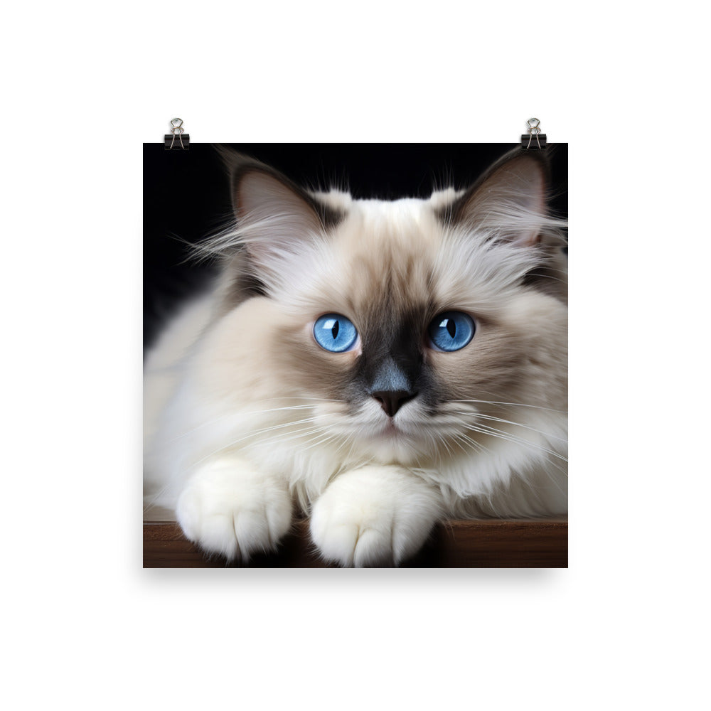 Ragdoll Photo paper poster - PosterfyAI.com
