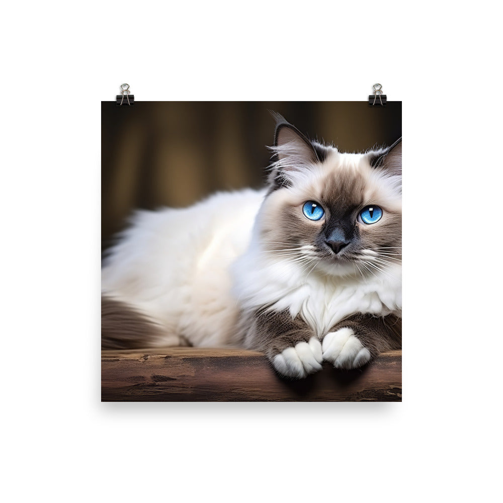 Ragdoll Photo paper poster - PosterfyAI.com
