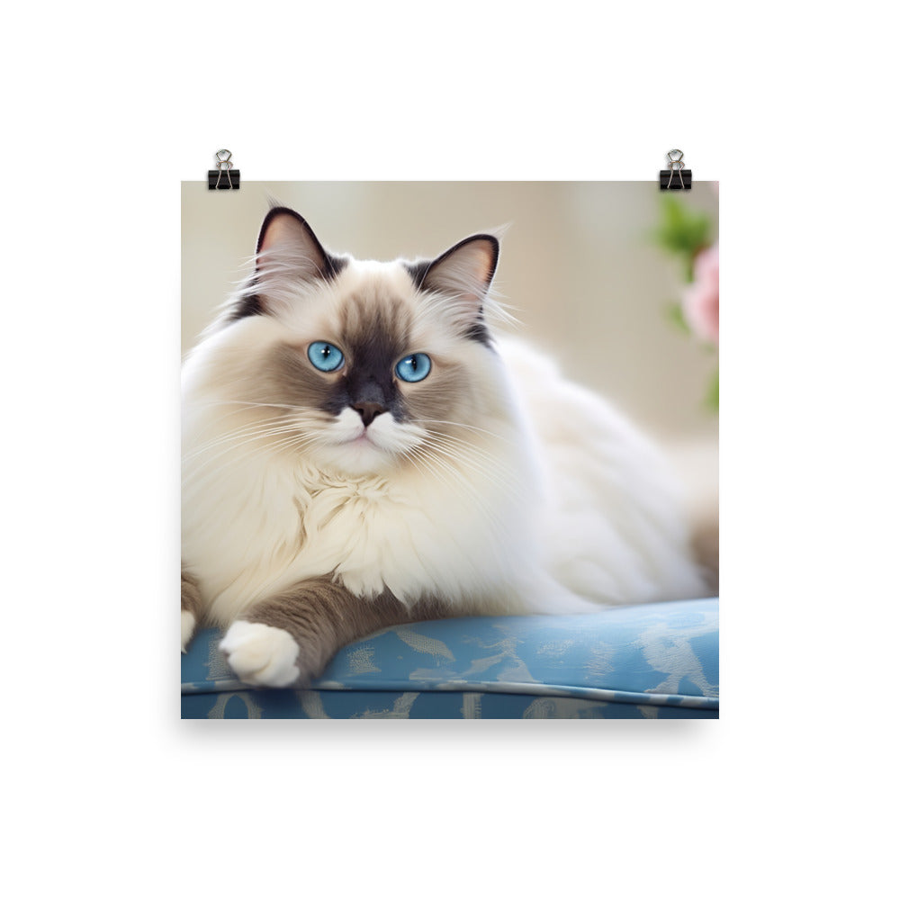 Ragdoll Photo paper poster - PosterfyAI.com