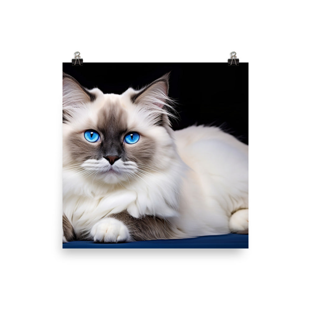 Ragdoll Photo paper poster - PosterfyAI.com