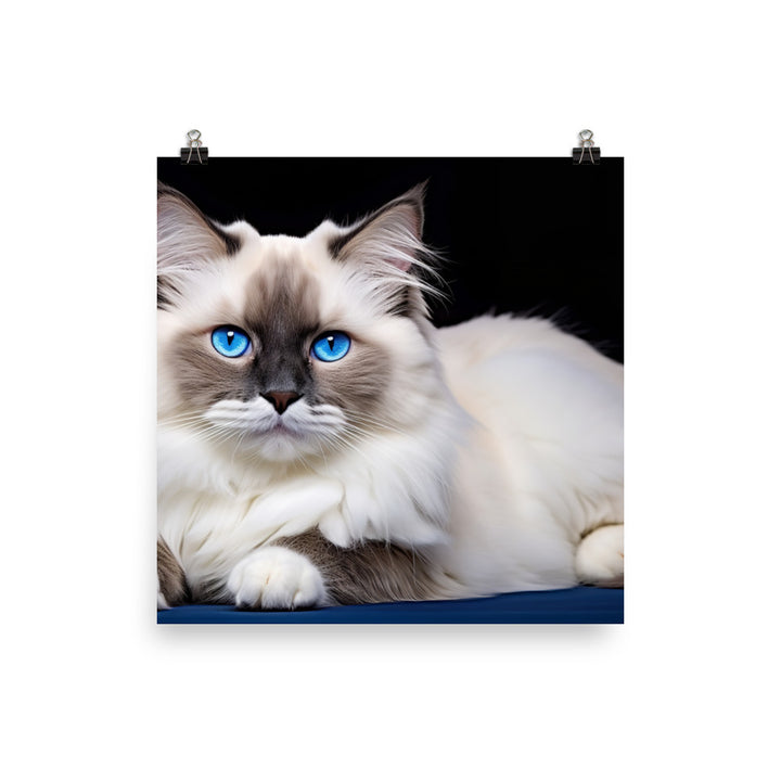Ragdoll Photo paper poster - PosterfyAI.com