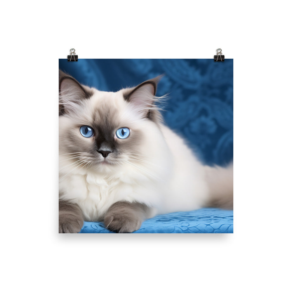 Ragdoll Photo paper poster - PosterfyAI.com