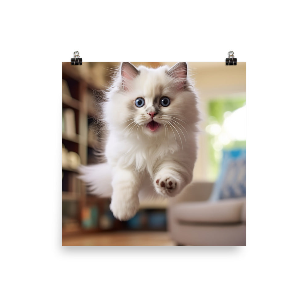 Ragdoll Photo paper poster - PosterfyAI.com