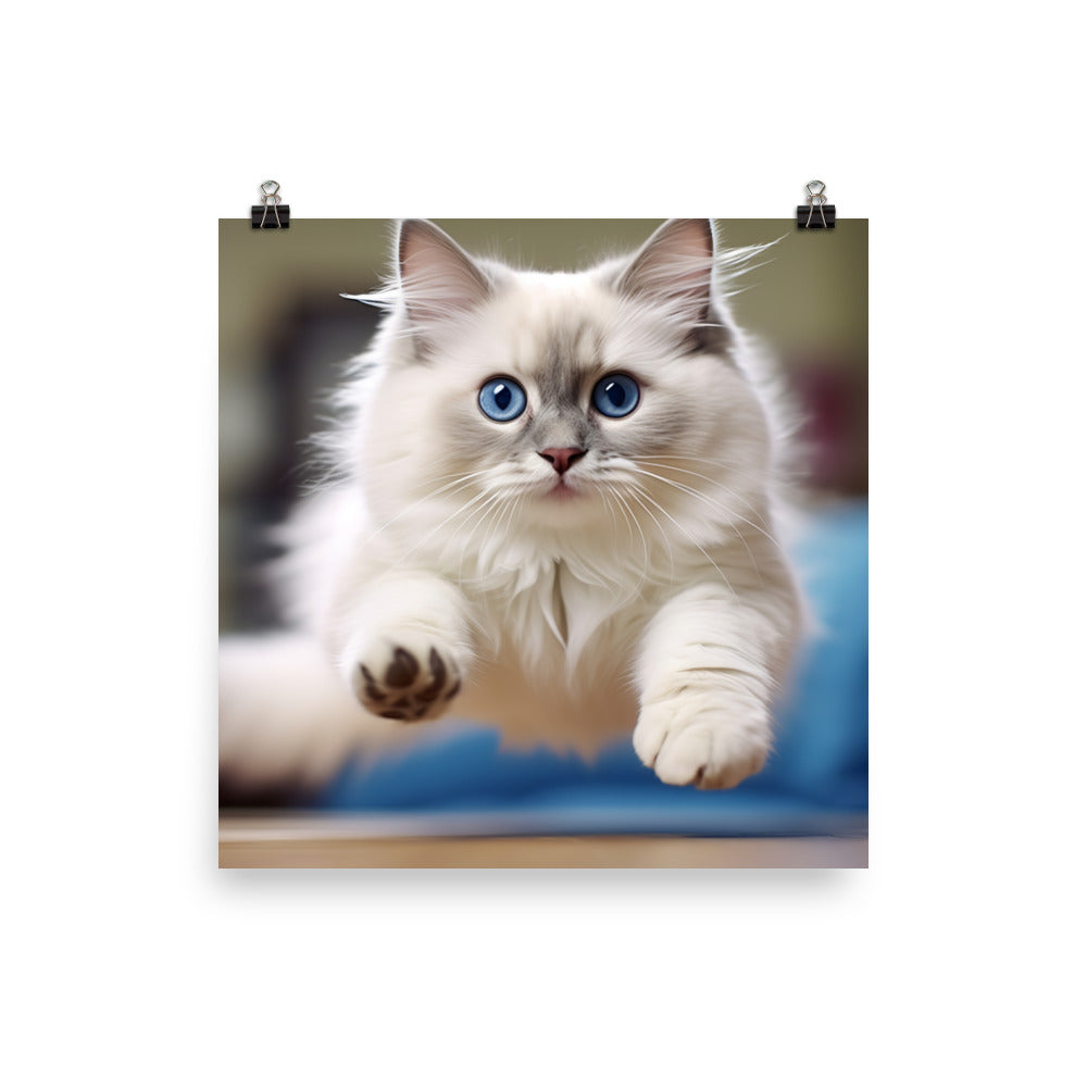 Ragdoll Photo paper poster - PosterfyAI.com
