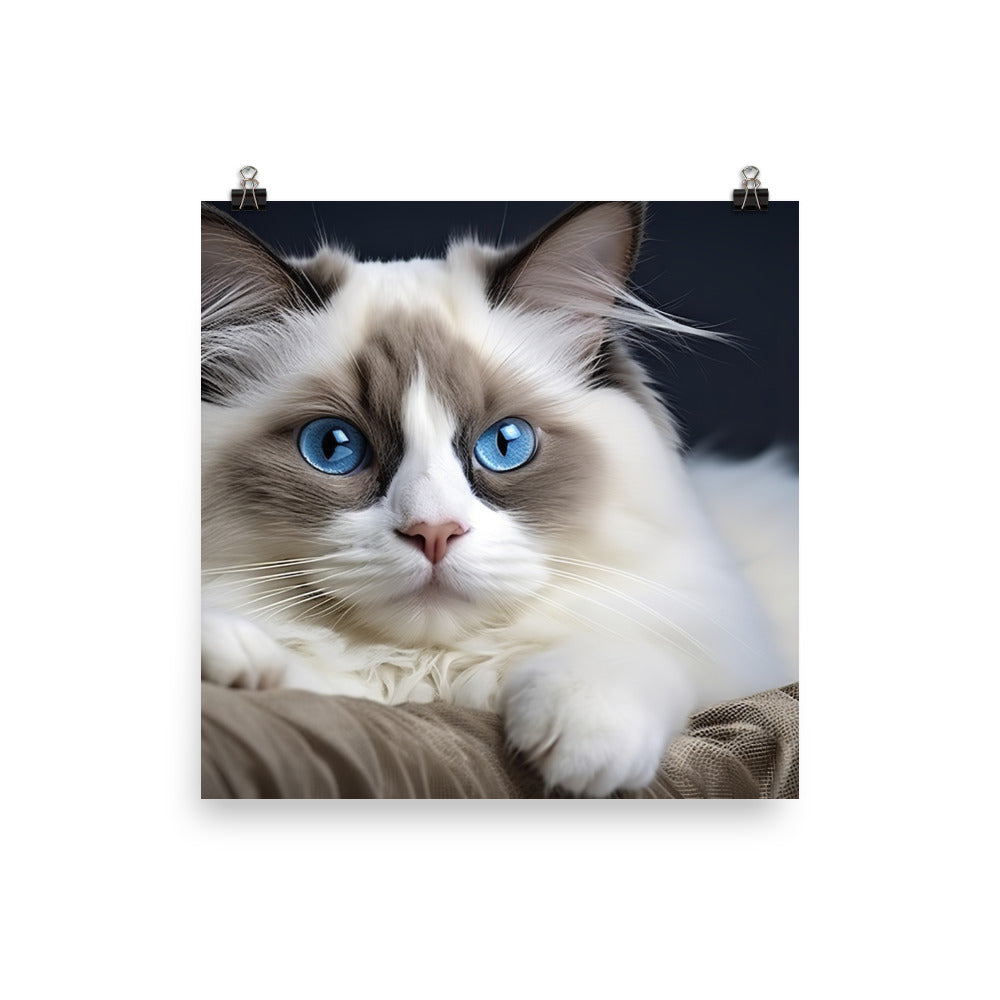 Ragdoll Photo paper poster - PosterfyAI.com