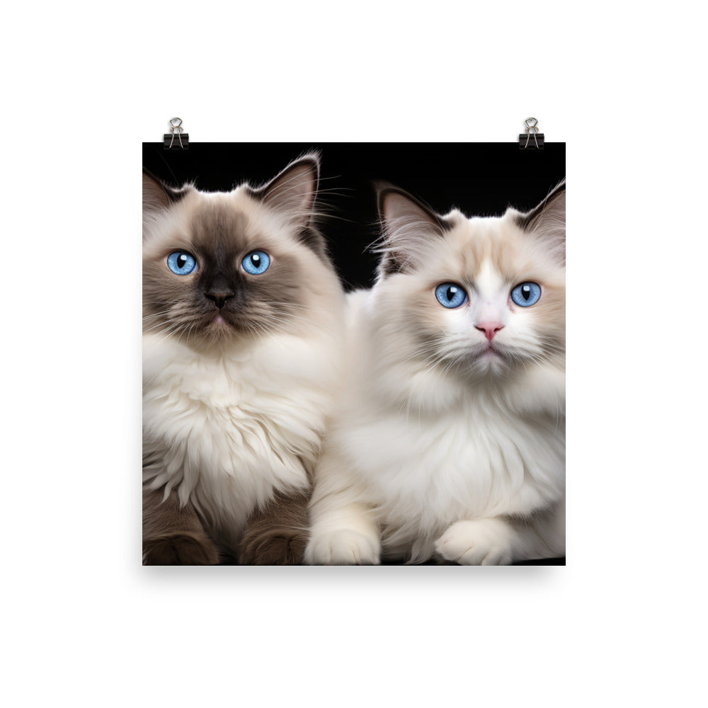 Ragdoll Photo paper poster - PosterfyAI.com