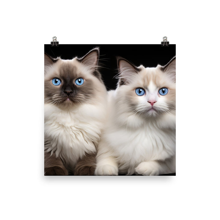 Ragdoll Photo paper poster - PosterfyAI.com