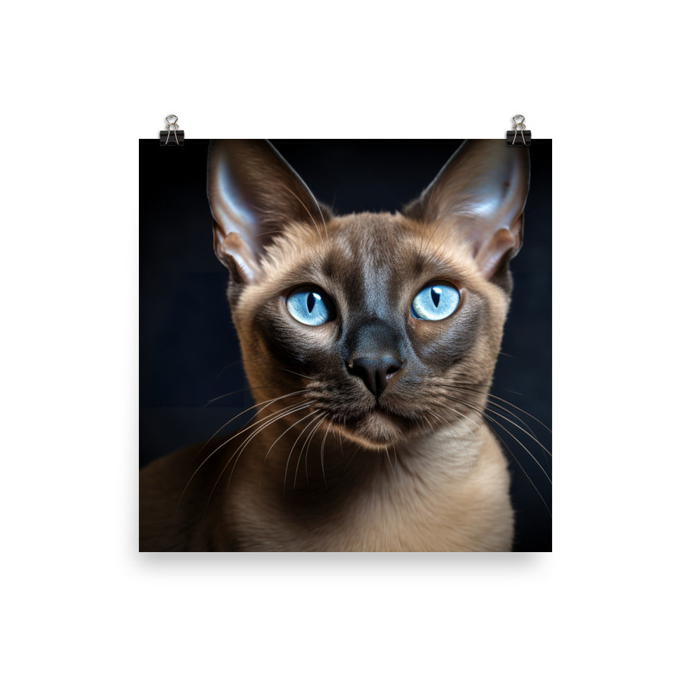 Tonkinese Photo paper poster - PosterfyAI.com