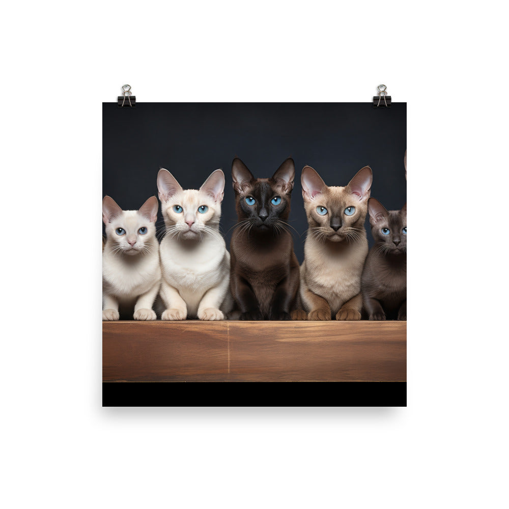 Tonkinese Photo paper poster - PosterfyAI.com