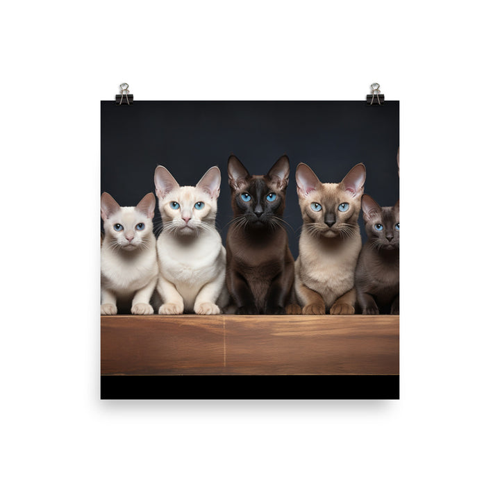 Tonkinese Photo paper poster - PosterfyAI.com