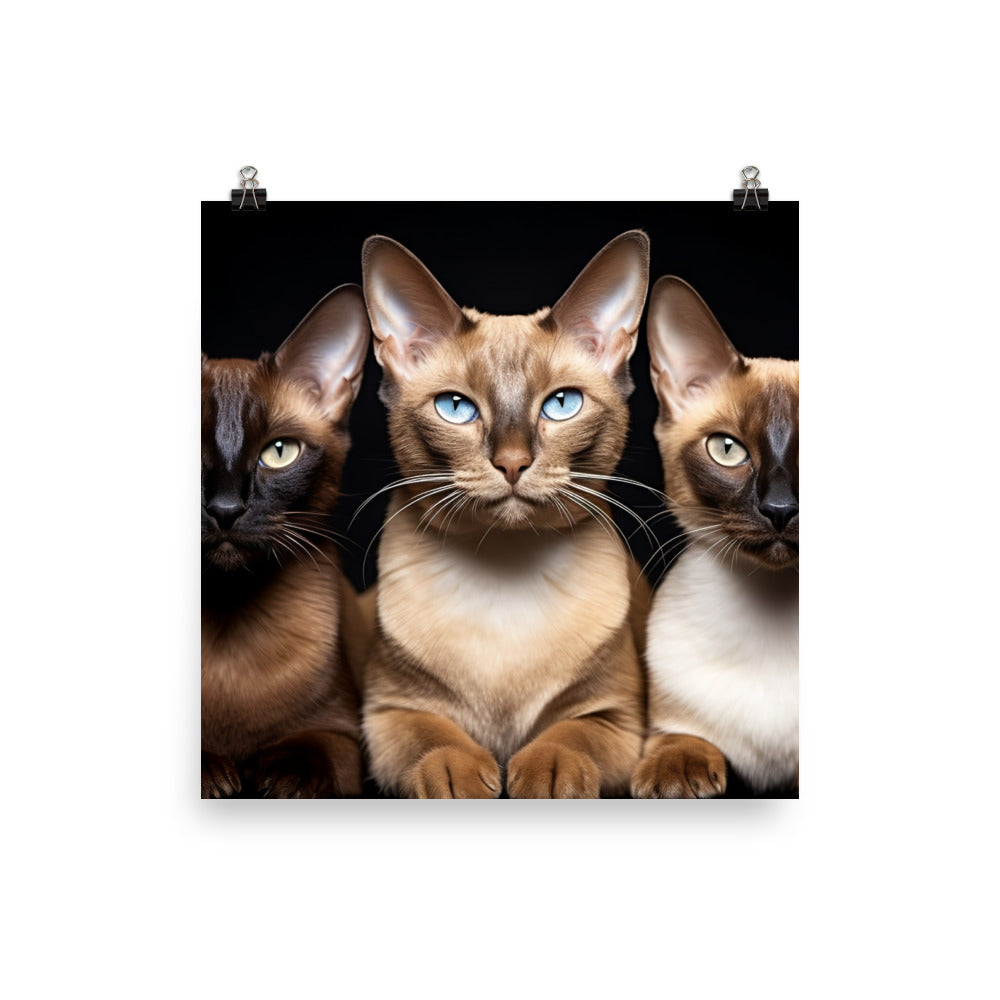 Tonkinese Photo paper poster - PosterfyAI.com