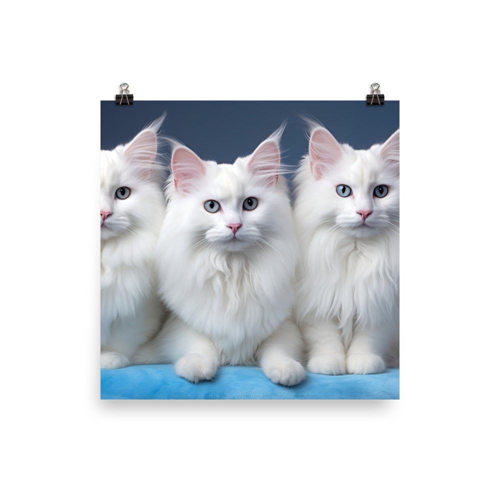 Turkish Angora Photo paper poster - PosterfyAI.com