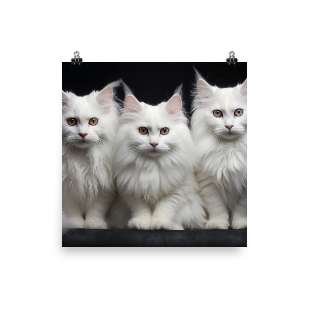 Turkish Angora Photo paper poster - PosterfyAI.com