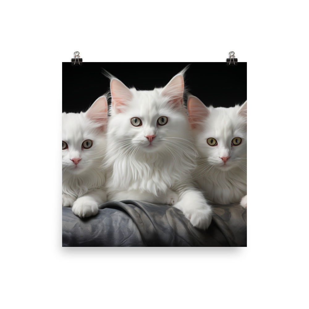 Turkish Angora Photo paper poster - PosterfyAI.com