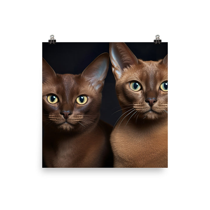 Burmese Photo paper poster - PosterfyAI.com