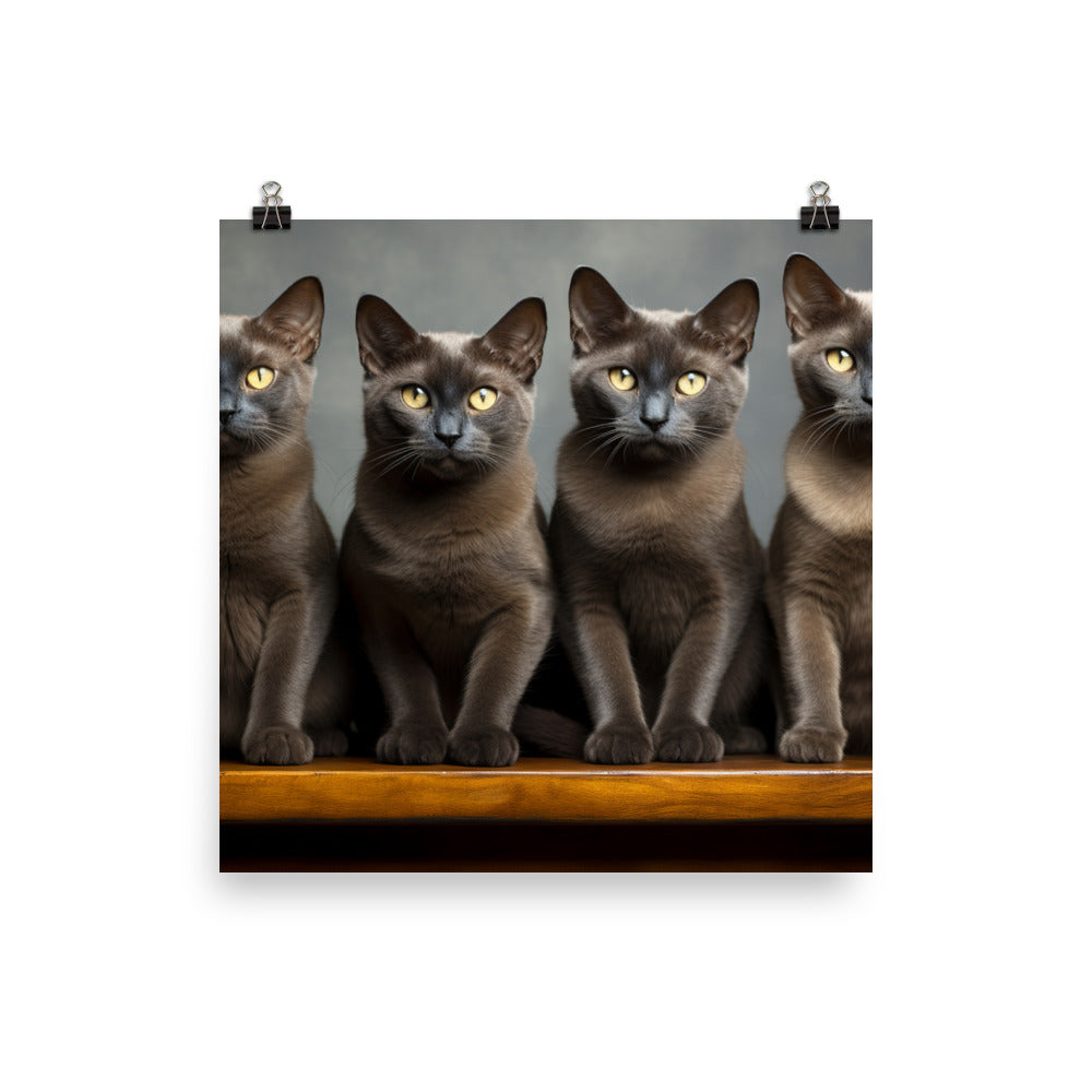 Burmese Photo paper poster - PosterfyAI.com