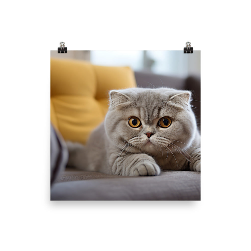 Scottish Fold Photo paper poster - PosterfyAI.com