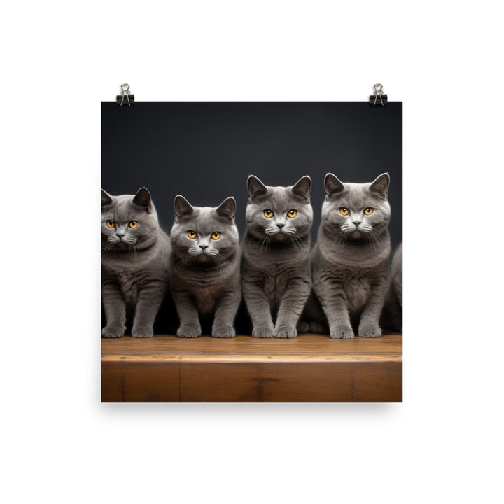 British Shorthair Photo paper poster - PosterfyAI.com