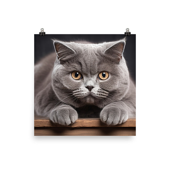 British Shorthair Photo paper poster - PosterfyAI.com