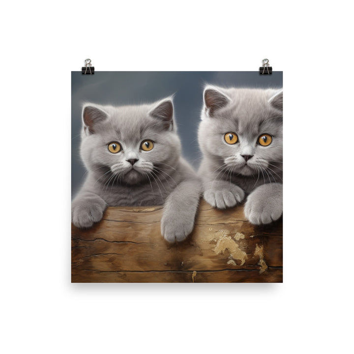 British Shorthair Photo paper poster - PosterfyAI.com