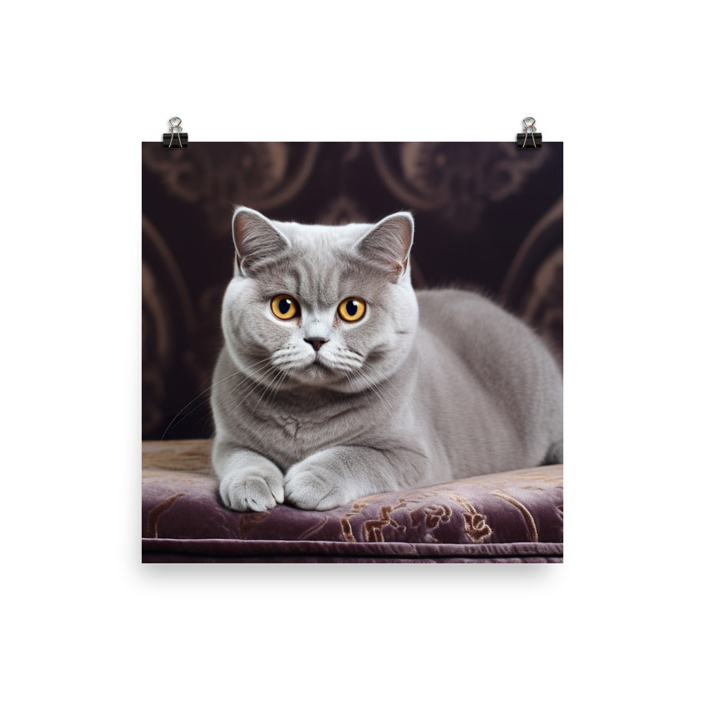 British Shorthair Photo paper poster - PosterfyAI.com