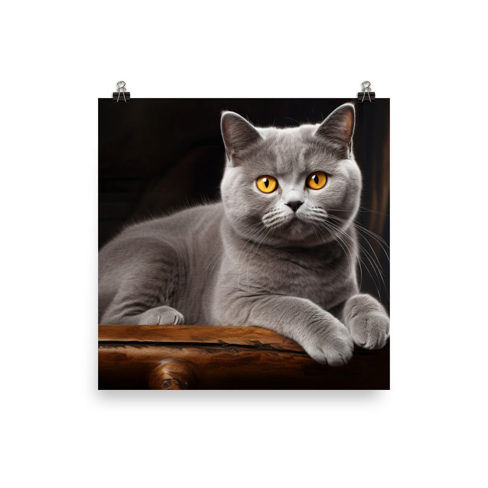 British Shorthair Photo paper poster - PosterfyAI.com
