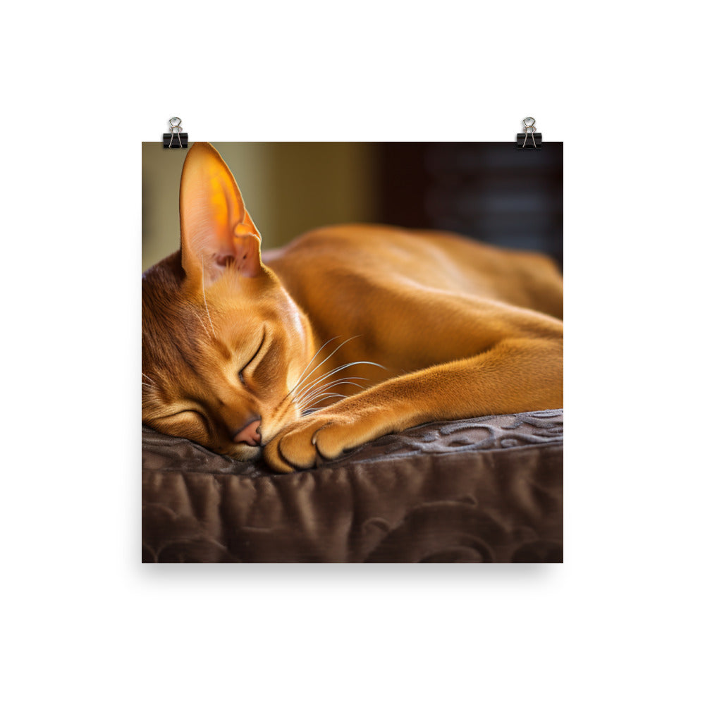 Abyssinian Photo paper poster - PosterfyAI.com