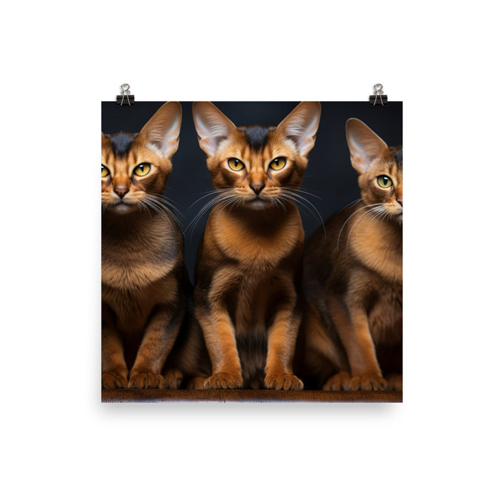 Abyssinian Photo paper poster - PosterfyAI.com