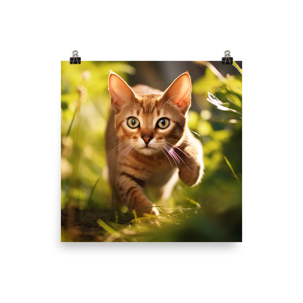 Abyssinian Photo paper poster - PosterfyAI.com