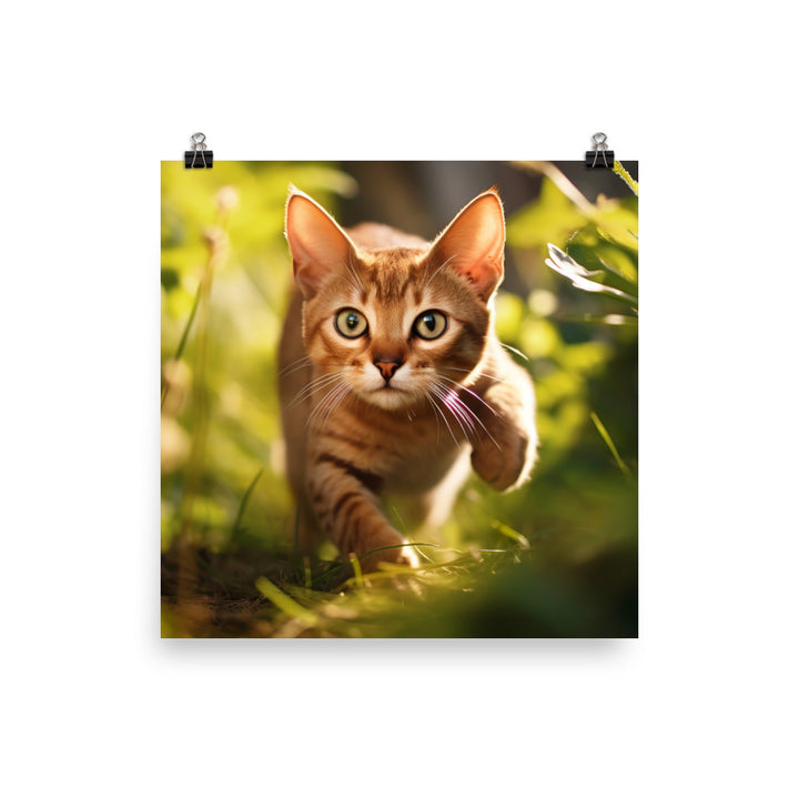 Abyssinian Photo paper poster - PosterfyAI.com