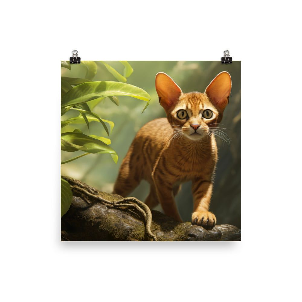 Abyssinian Photo paper poster - PosterfyAI.com